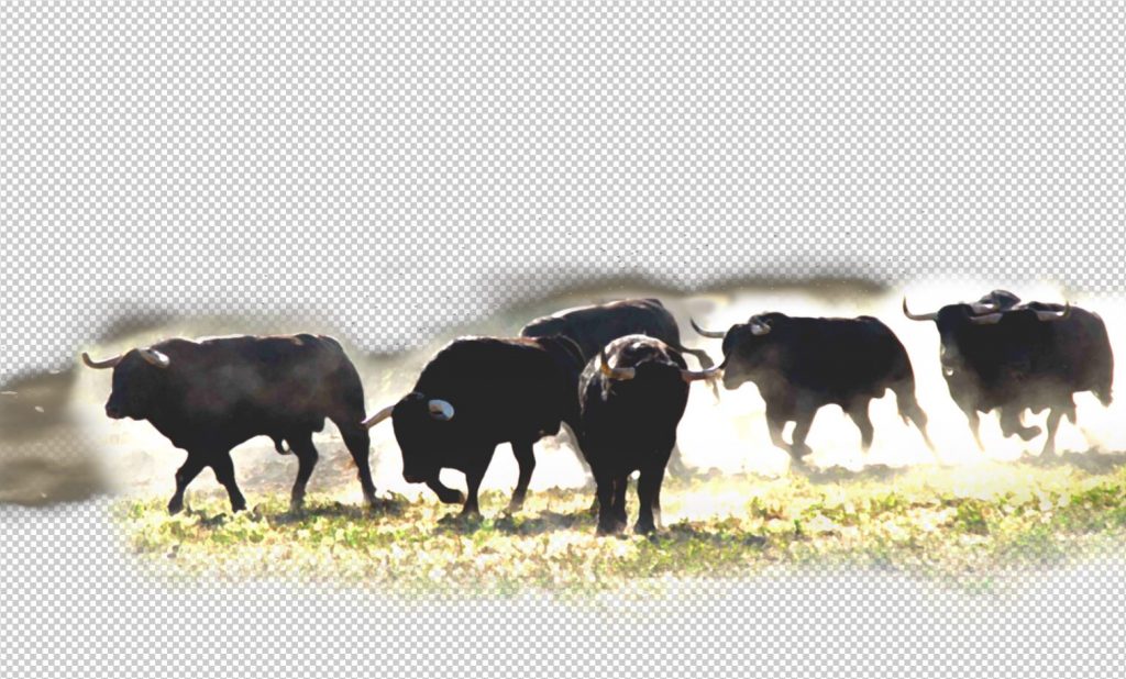 troupeau de toros